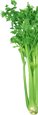 celery