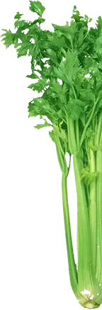 celery