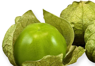 gautemalan