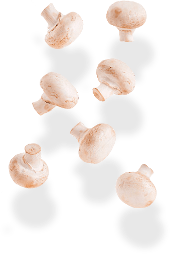mashroom