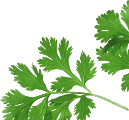 cilantro