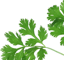 cilantro