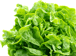 lettuce